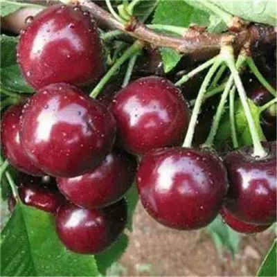 咨询：泰州早大果樱桃苗批发价格