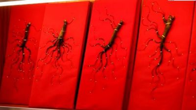 《好物优选》走进长白山下的黑参梦